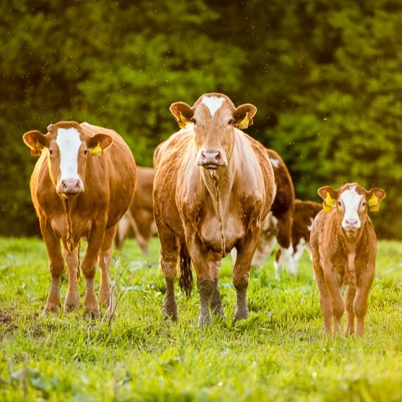 Na ekofarmě Agrofyto se 14. října uskuteční Hospodářský den s programem pro celou rodinu (Foto: Agrofyto)