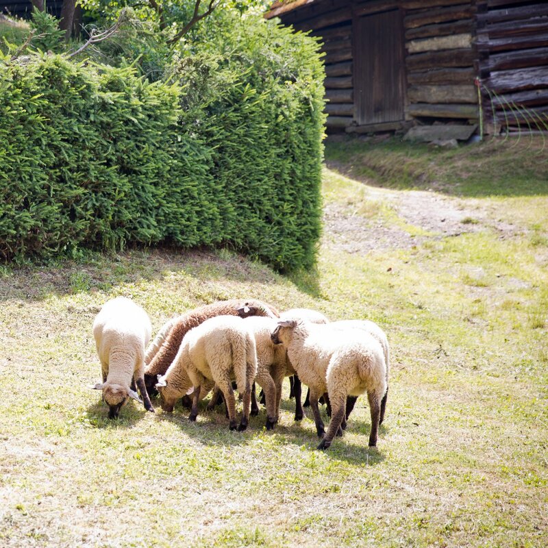 Na Eko farmě ve Vrběticích bude 1. 6. Selský deň