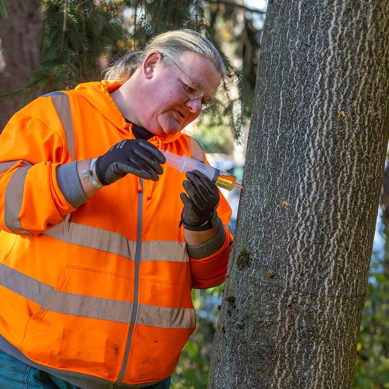 V Baťově nemocnici začali s likvidací invazního pajasanu.
