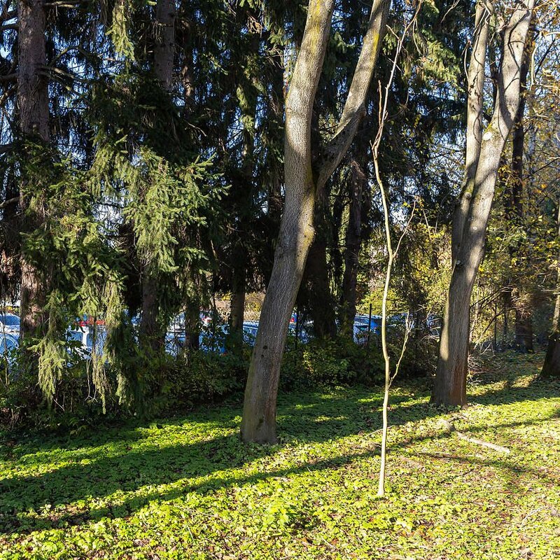 Zlínský kraj pokračuje v boji s invazními druhy. Ohrožují přírodu, zdraví i majetek.