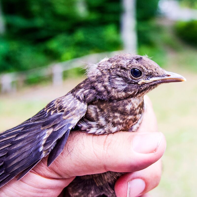 Zlínský kraj i letos finančně podpoří záchranné stanice pro volně žijící živočichy.