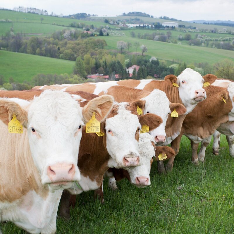 Den otevřených dveří ukáže návštěvníkům svět farmářů.