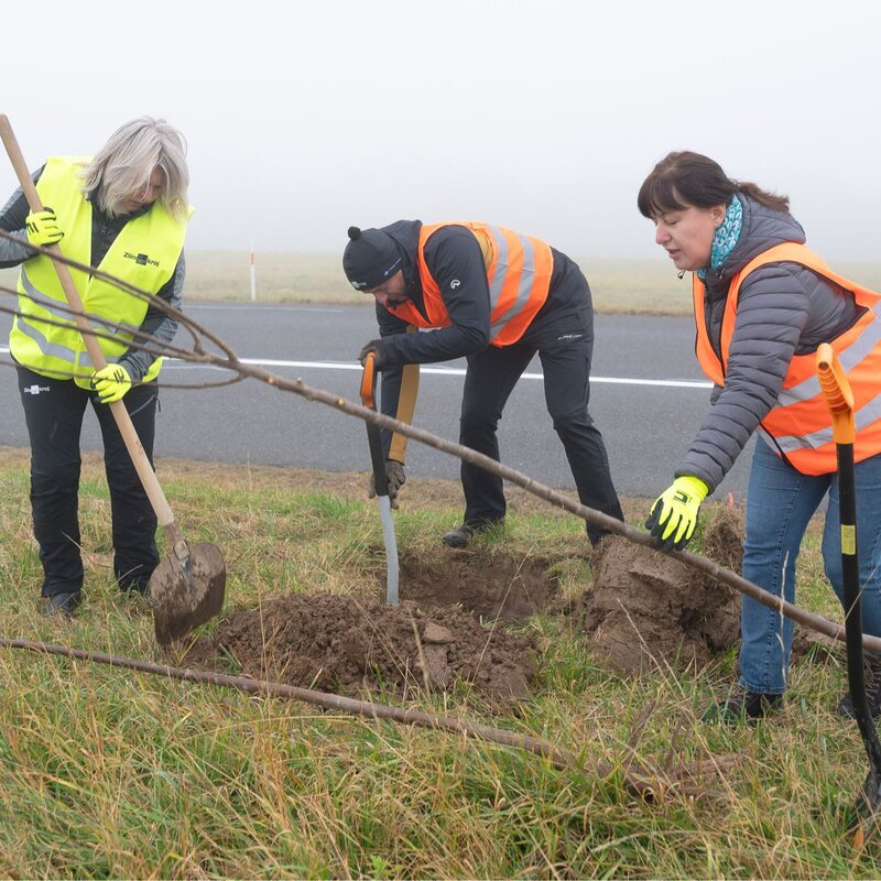 Zaměstnanci Zlínského kraje a firmy Continental Barum vysadili novou alej u Velkého Ořechova.
