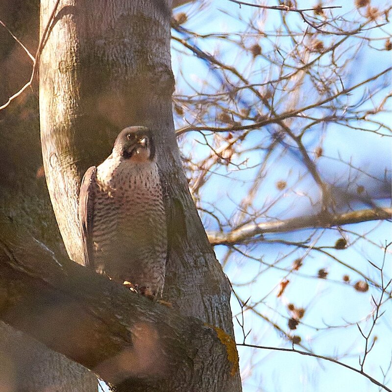 Vzácný sokol stěhovavý zahnízdil na skále Kozel. Ochránci přírody prosí o klid v oblasti.